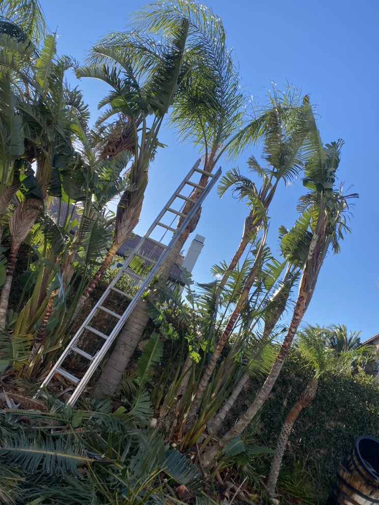 Tree trimming project by Juan's Gardening Service